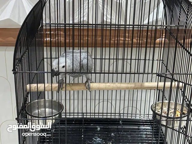 ماسكو أليف جدا African grey bird 7 months doesn’t now how to bite