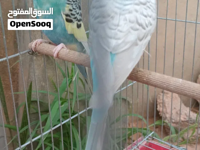كوبية الله ايبارك مصوقرة بادن الله