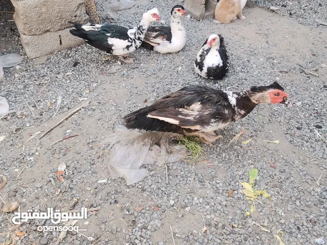 بط مسكوفي للبيع ذكر وثلاث اناث