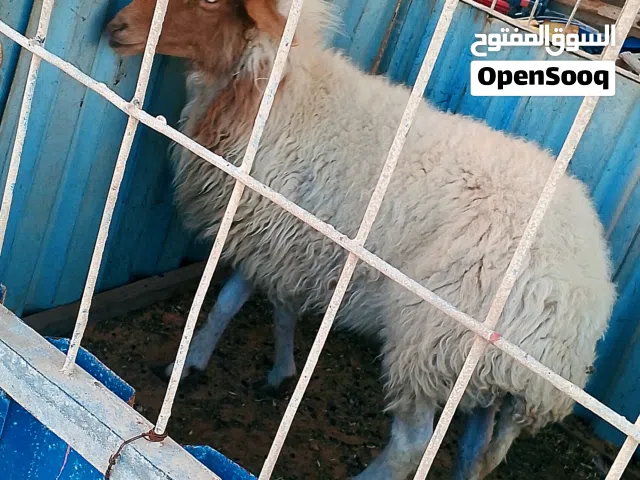 نعجة وطنية الله يبارك