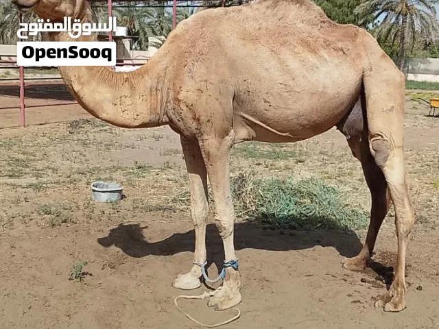ناقه حايل مفارقه قعود