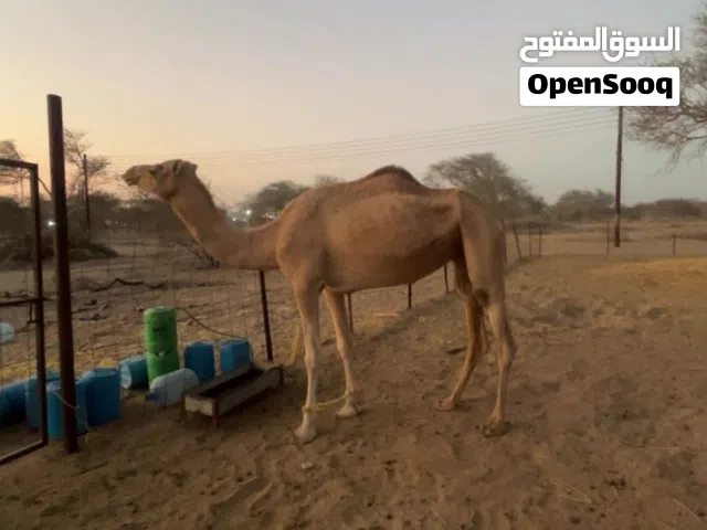 جمل جمل جمل