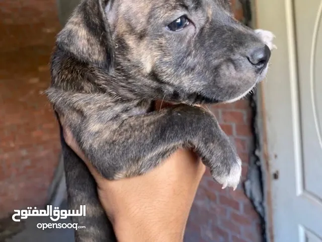 جراوي بيتبول