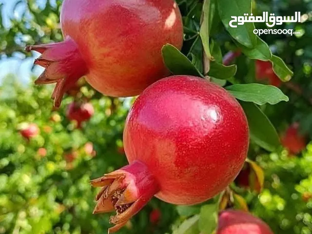 أشجاره مثمره
