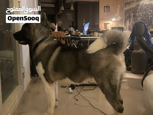 American Akita
