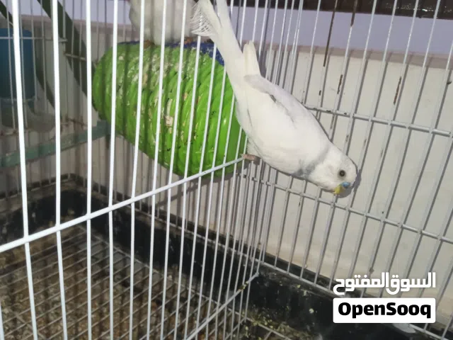 بادجي وزيبرا