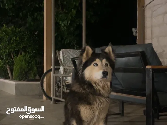 كلب هاسكي انثى للبيع