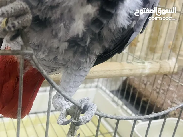 ذكر كاسكو اليف جدا ومتكلم بطلاقة
