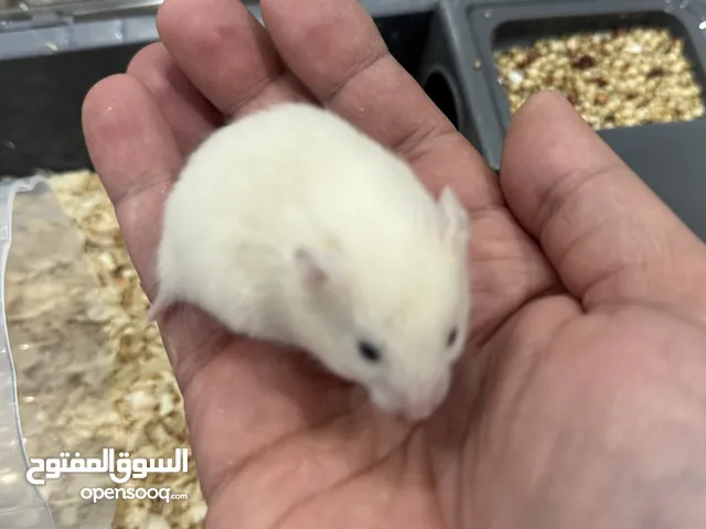 هامستر سوري صغار بالعمر