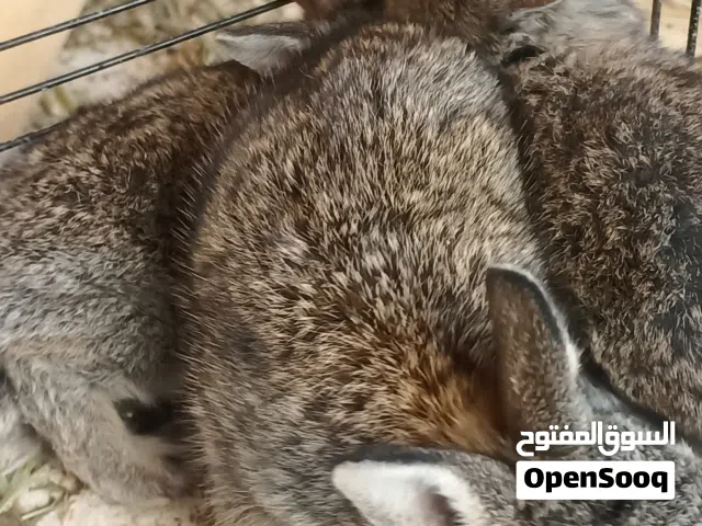 Rabbit browns الارانب اللوان البني