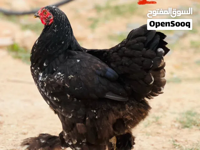 السلام عليكم دجاج براهمي للبيع 7 طروف