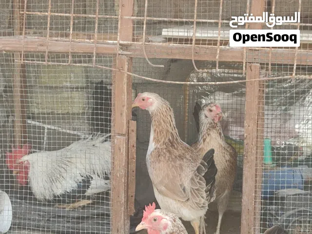 دجاج دندراوي العدد 3 وحده بياضه وثنين جايت على بيض ملقح
