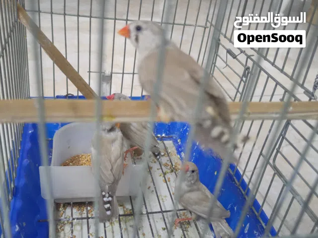 فناجس حجم وسط للبيع