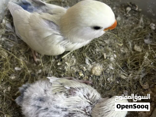 سلام عليكم بركاديلو ربي يبارك