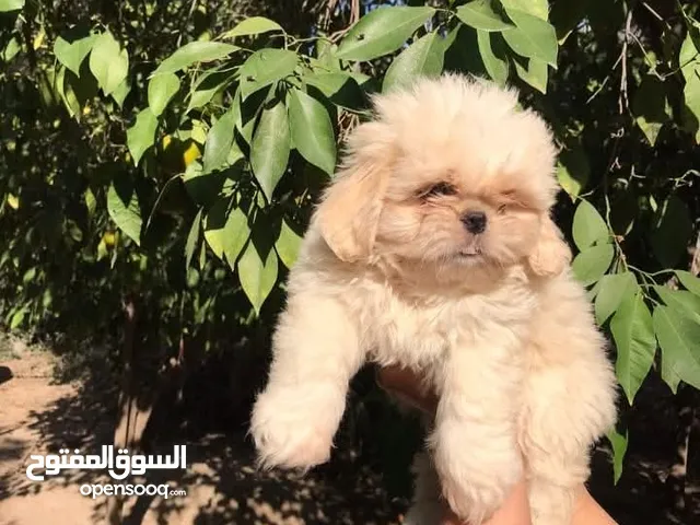 كلاب زينه اصبح متاح جراء مني شيتزو بيور الحجم القصير Xs اقرأ الوصف جيدآ