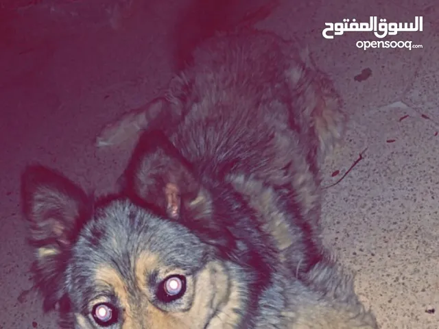 كلب هاسكي مكس جيرمن