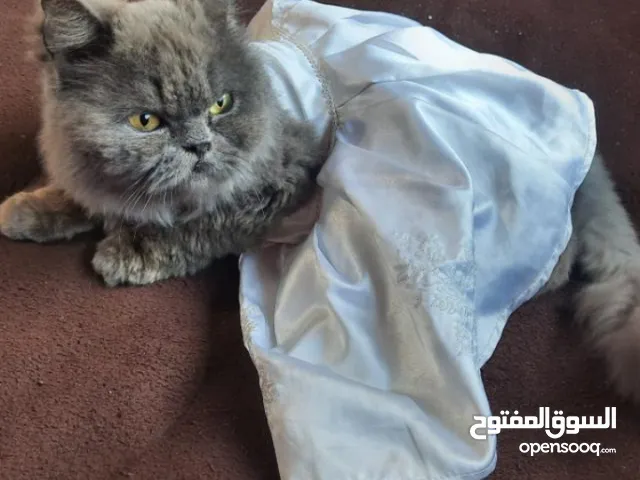 قطة شيرازي (بيلا) للتبني عمرها سنتين ومعها دفتر طعوم