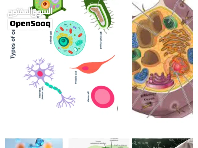 Biology and Chemistry teacher (English)