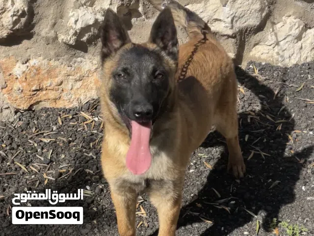 كلب بلجم مالينوا اصلي عمر 5 اشهر للبيع - جميع المطاعيم نشيط و صحة ممتازة
