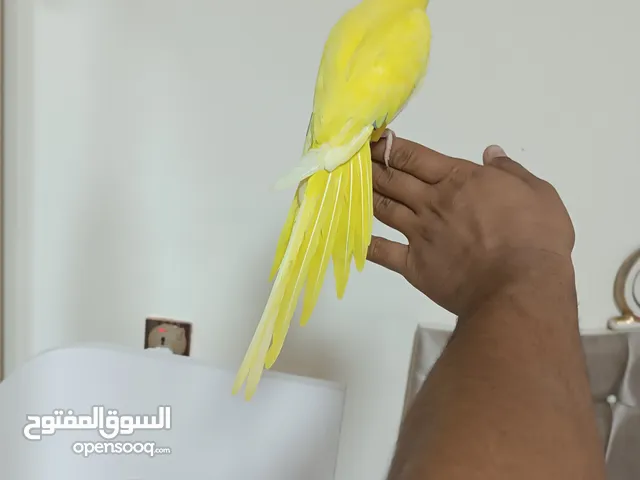 دره أصفر نقي عيون  عمر اقره الوصف