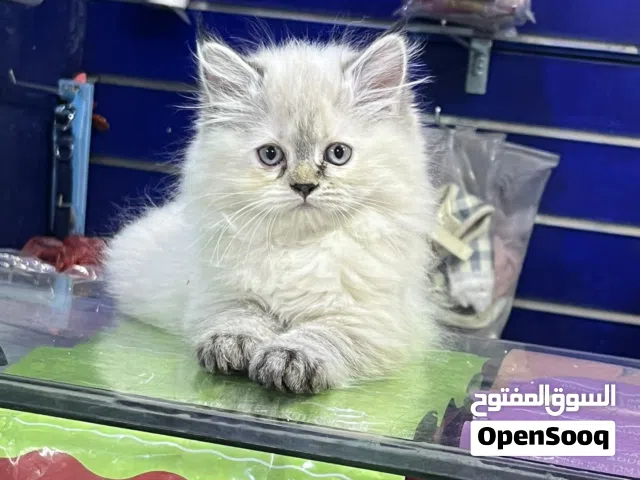 ما شاء الله تبارك الله انثى هملايا حاجه روعه صلوا ع النبي عمر شهرين