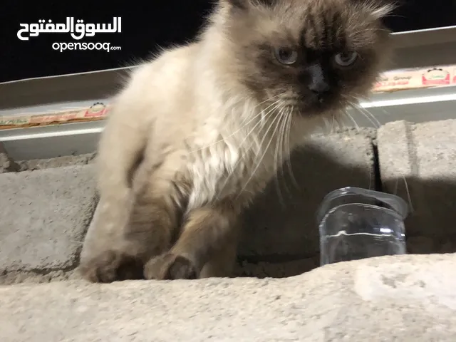 قط ضايع هيمالايا منو مضيعه ؟