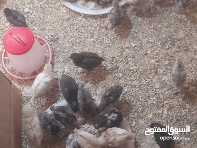 صيصان بلدي ولوهمان حرق سعررررر