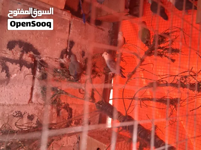 جواز روز للبيع