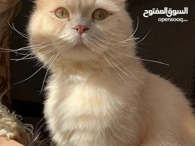 قط ذكر العمر اربع سنوات للتنبي