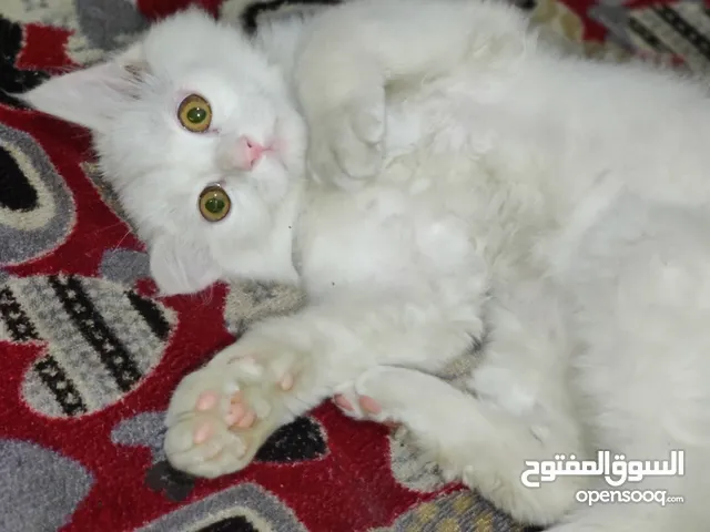كيتن شيرازي على انجور