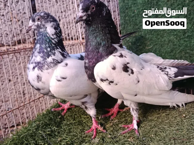 كوبيه بكستاني