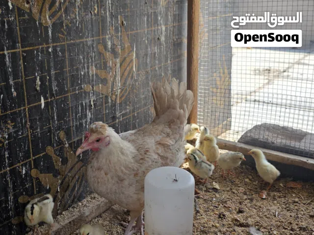 بسم الله  ماشاءالله  دجاجة كويتي مع 10 افراخ كويتي