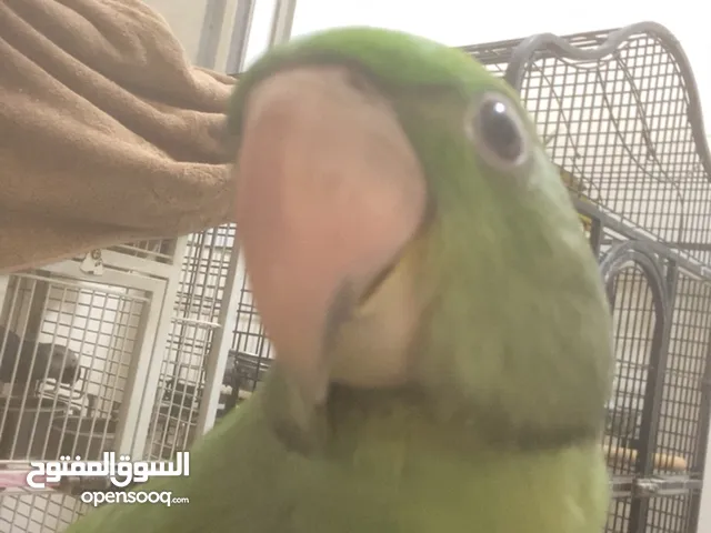 درا نيبالي فرخ