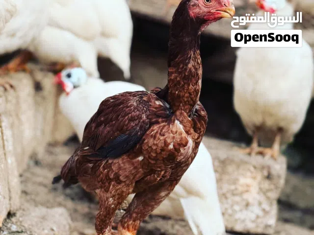 دجاج اذناب مستوى عالي