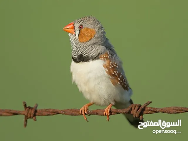 مطلوب فنجس عادي في كرمه علي