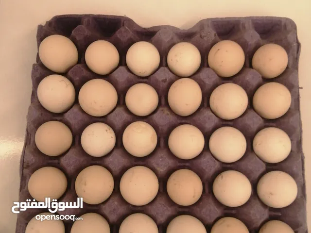 بيض بلدي طازج (للأكل +مخصب)