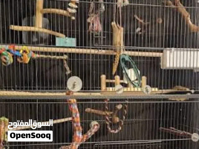 مهتم بتبنّي أي طائر يحتاج إلى منزل جديد.  open to adopt any bird that needs a new home