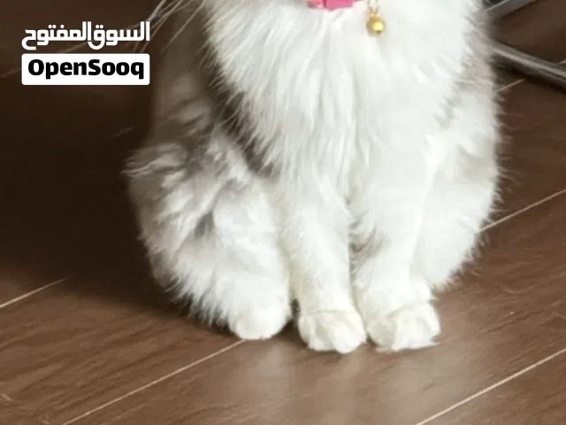 قطتان من نوع الهملايا أليفين أنثى وذكر للتبني ولازم تكون محافظ عليهم