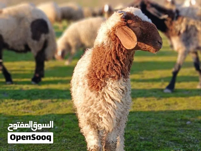 بشكل عاجل مطلوب مستثمر أو ممول لمشروع جاهز