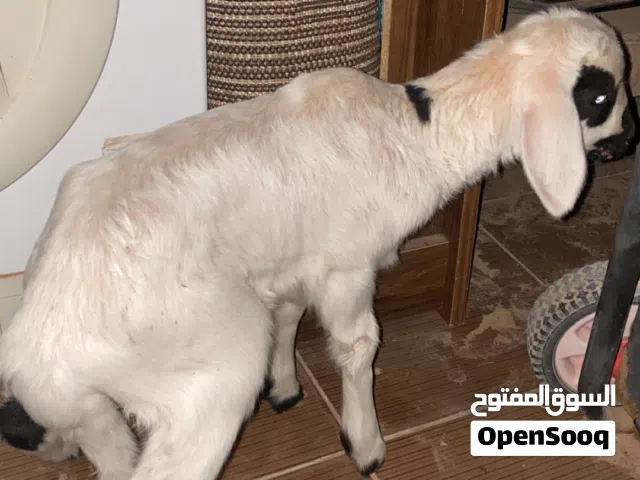 فطيمه للبيع عمرها شهرين سبب لبيع امها ماتت