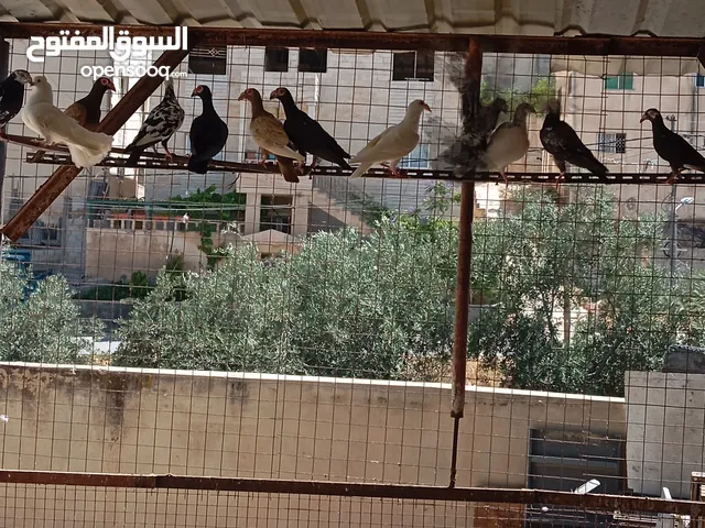 بسم الله الرحمن الرحيم متاح جواز بناديك اسود زائد بناديك ابيض زائد زائد كشامره كاملات كله مع بعض