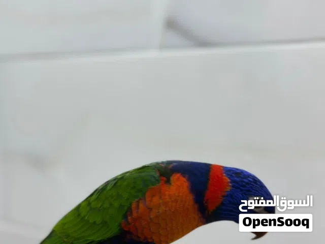 للبيع لوري اليف ب 110