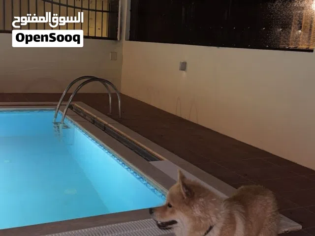 تشاو تشاو مجنس من الهاسكي للبيع