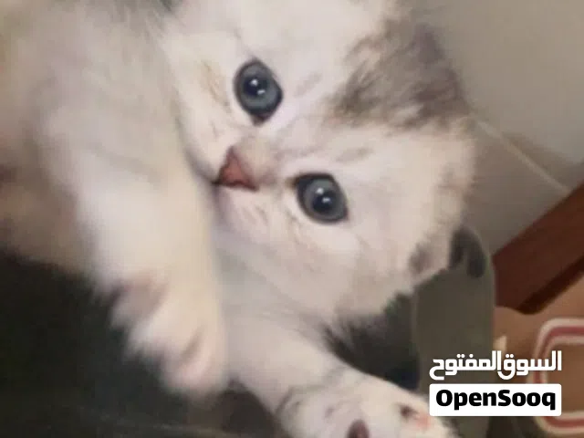 سكوتش فولد سلفر وسكوتش ستريت جولدن