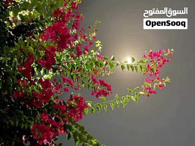 مطلوب فيلا دورين مش دوبلكس في مكان راقي تكون جديدة