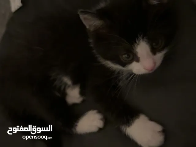 قطو للتبني