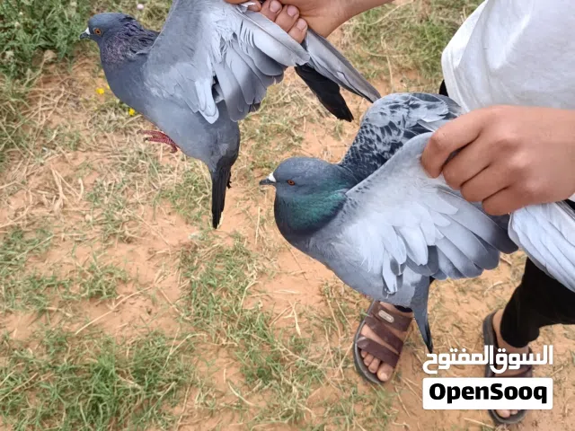 طيور حمام ربي يبارك المكان تاجوراء