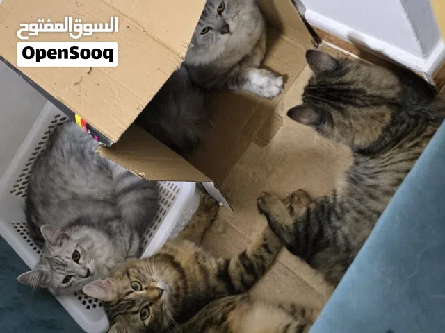 اربعه قطط للبيع