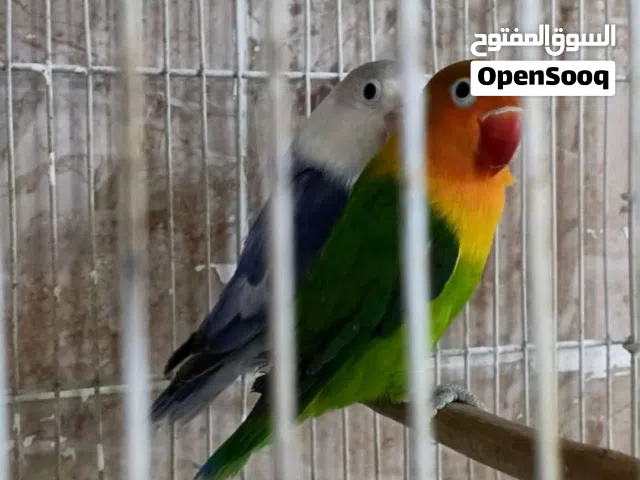 كوبيا فيشر ربي يبارك