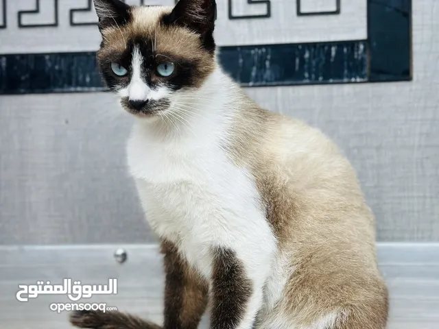 سلام عليكم